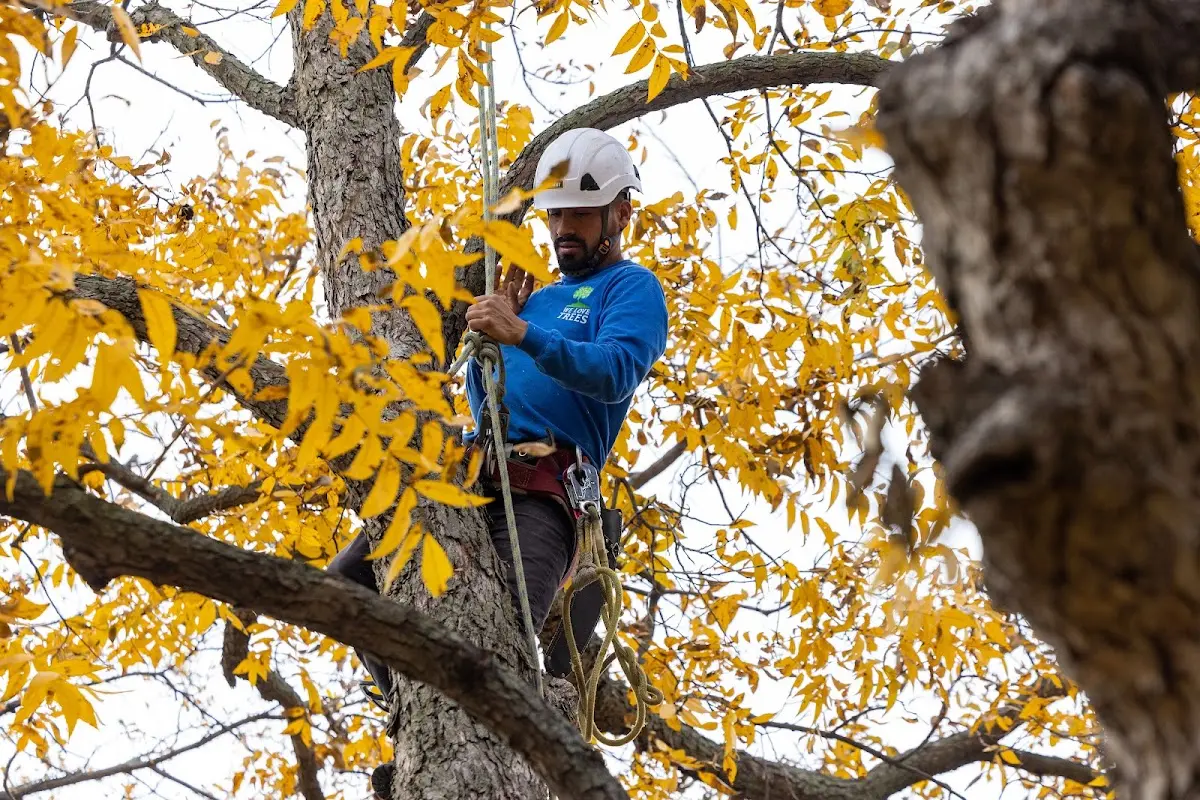 Skilled Tree Trimming crew working in Cactus